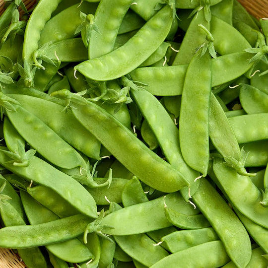 Organic Pea Oregon Sugar Pod II - Burpee Seeds