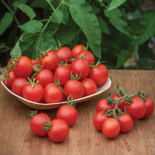 Organic Tomato Chadwick Cherry - Burpee Seeds