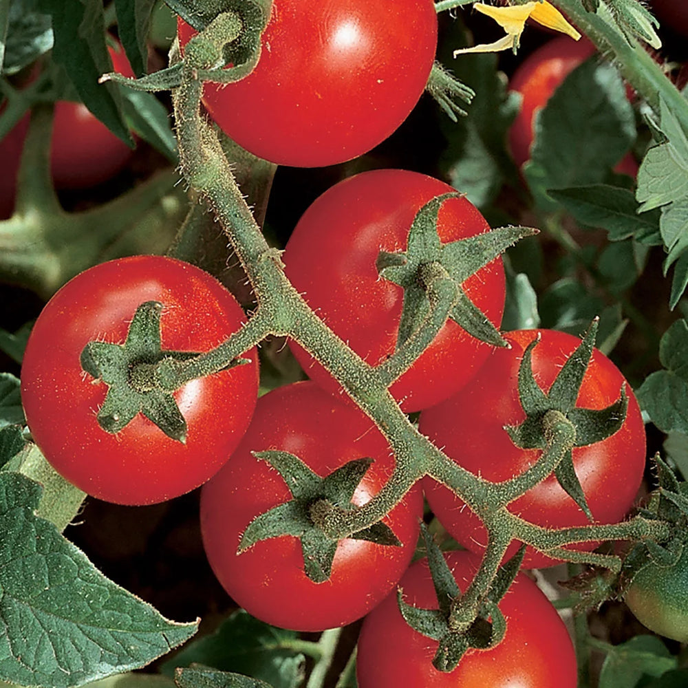 Organic Tomato Chadwick Cherry - Burpee Seeds
