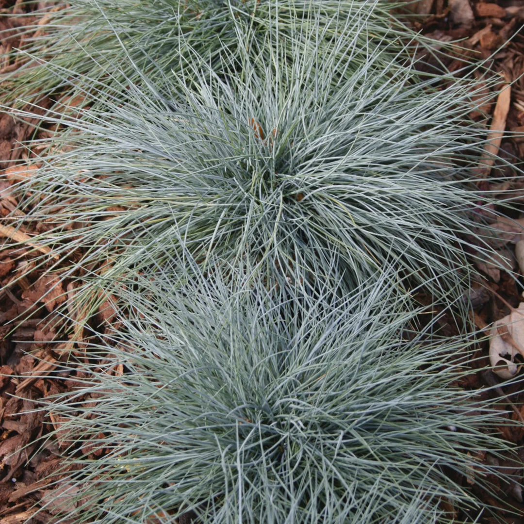 Ornamental Grass Blue Fescue - Burpee Seeds