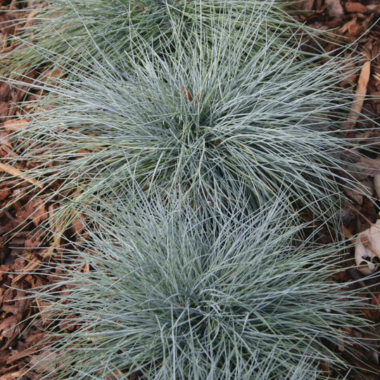 Ornamental Grass Blue Fescue - Burpee Seeds