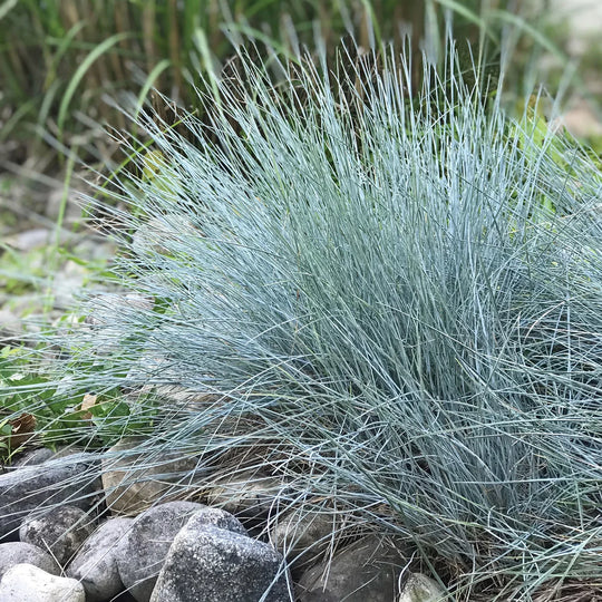 Ornamental Grass Blue Fescue - Burpee Seeds