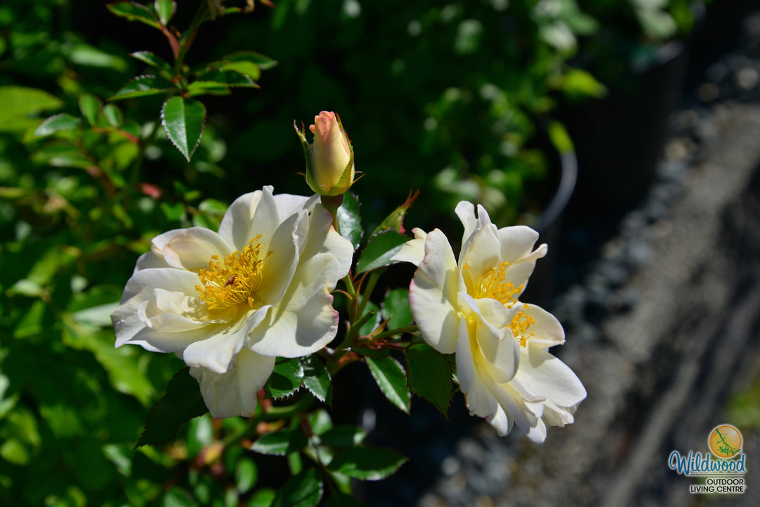 Oscar Peterson - Cold Hardy Rose