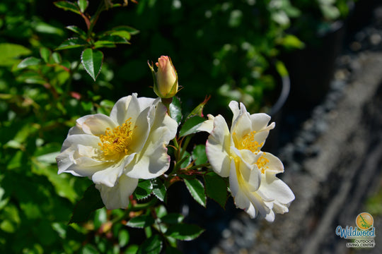 Oscar Peterson - Cold Hardy Rose