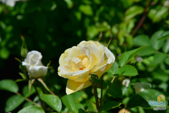 Oscar Peterson - Cold Hardy Rose
