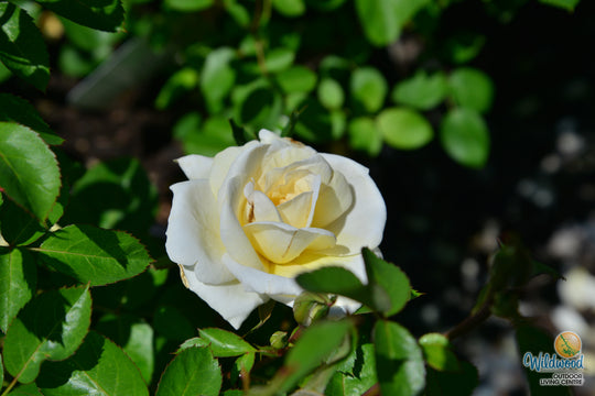 Oscar Peterson - Cold Hardy Rose