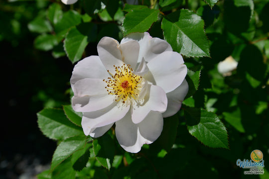 Oscar Peterson - Cold Hardy Rose