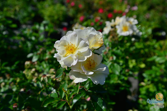 Oscar Peterson - Cold Hardy Rose