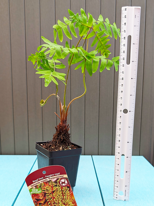 OsmundaRegalis_Purpurascens