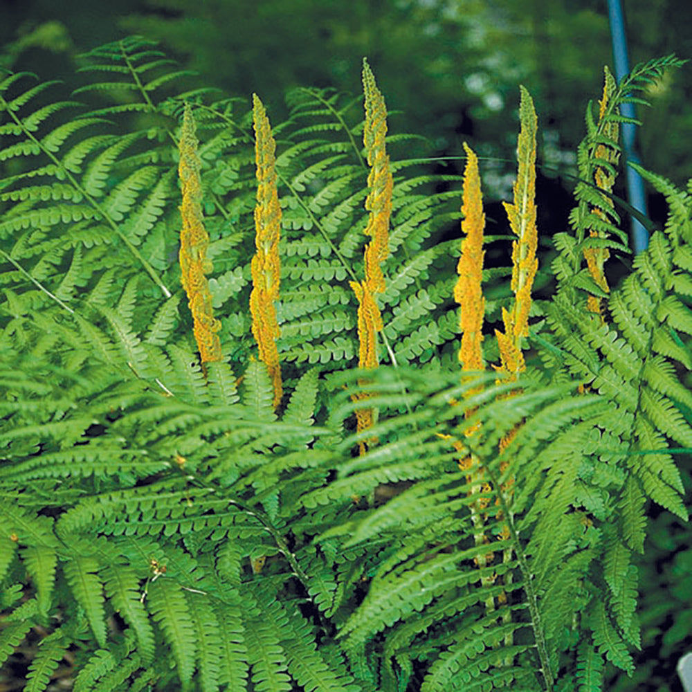 Cinnamon Fern - Osmunda cinnamomea, 1 Pack