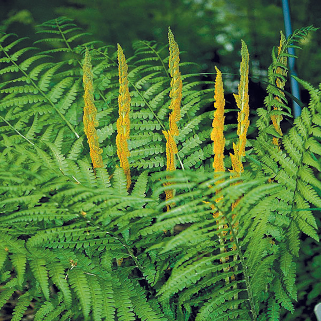 Cinnamon Fern - Osmunda cinnamomea, 1 Pack