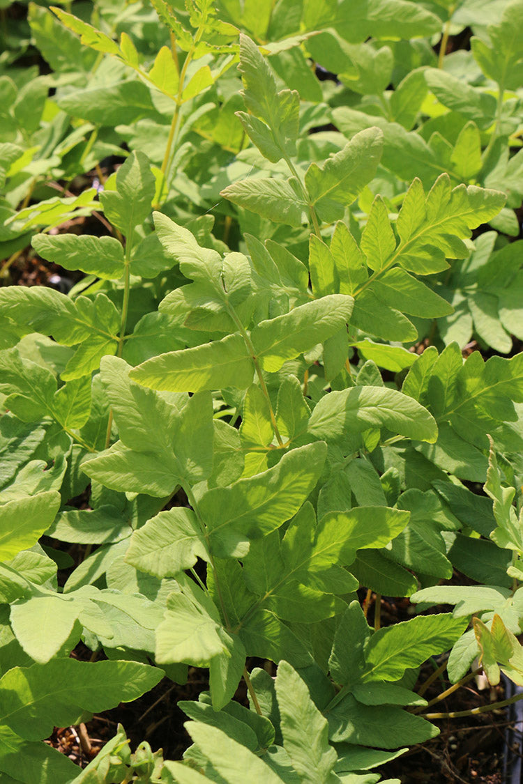 Royal Fern - Osmunda regalis, 1 Pack