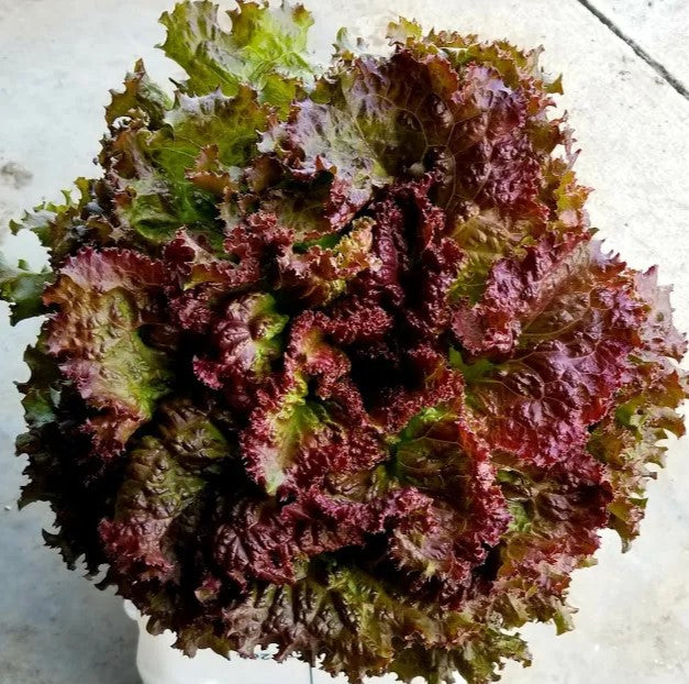 Lettuce Outrageous Red - Pacific Northwest Seeds
