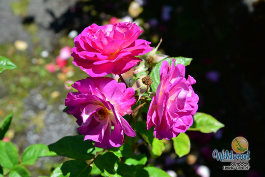 Outta the Blue - Weeks Rose