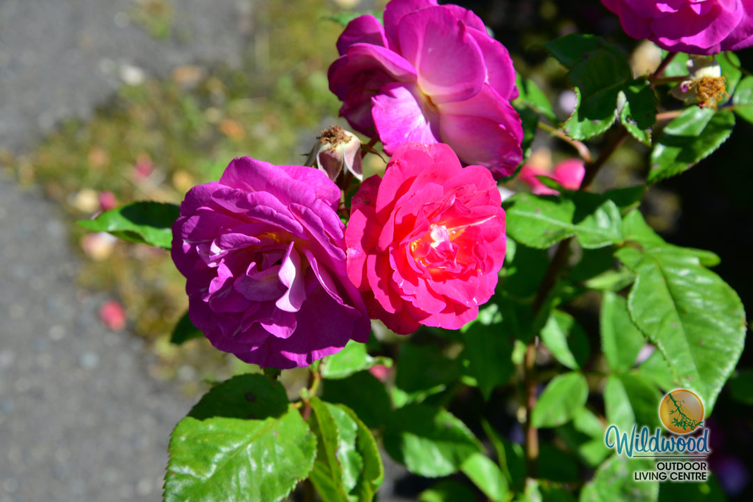 Outta the Blue - Weeks Rose