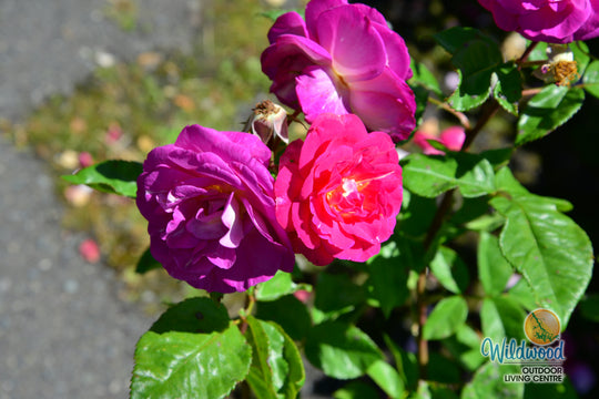 Outta the Blue - Weeks Rose