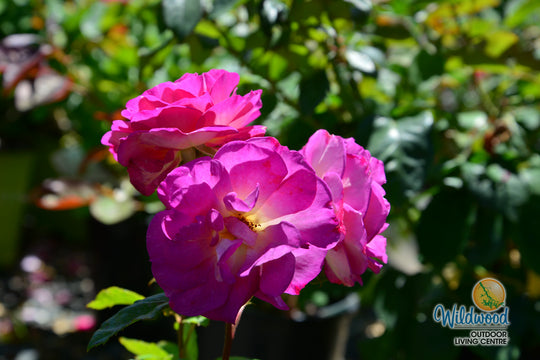 Outta the Blue - Weeks Rose
