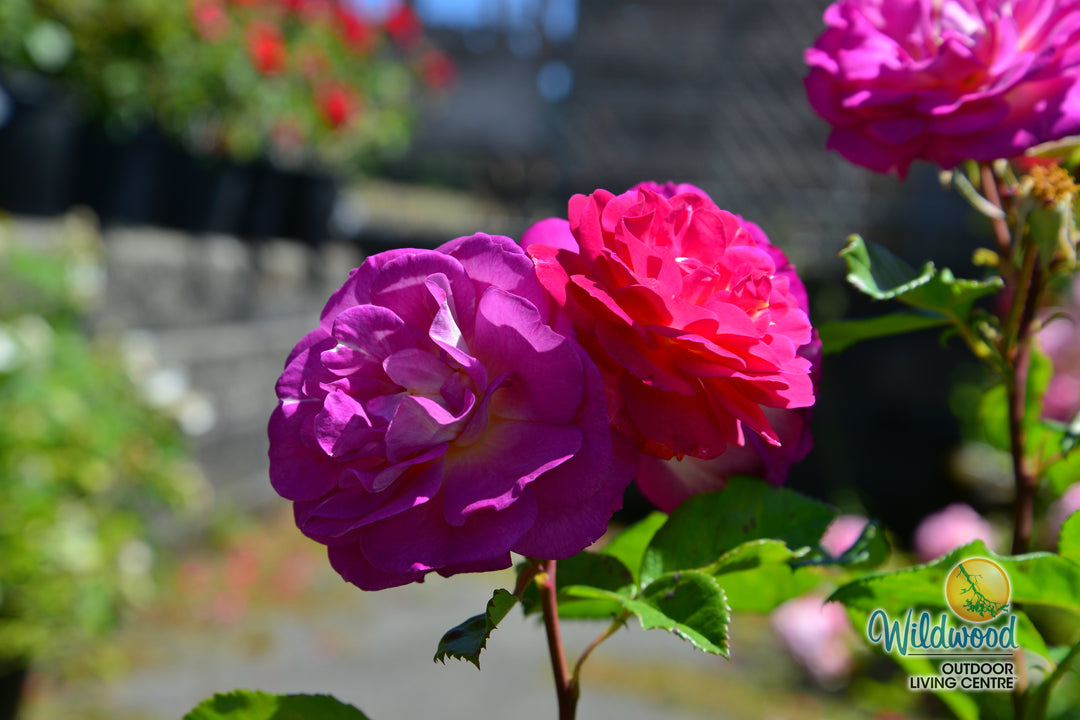 Outta the Blue - Weeks Rose