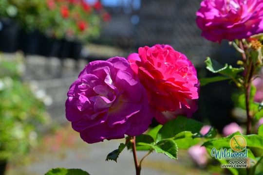 Outta the Blue - Weeks Rose