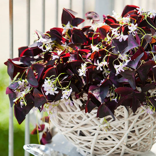 Oxalis Triangularis, 5 Pack