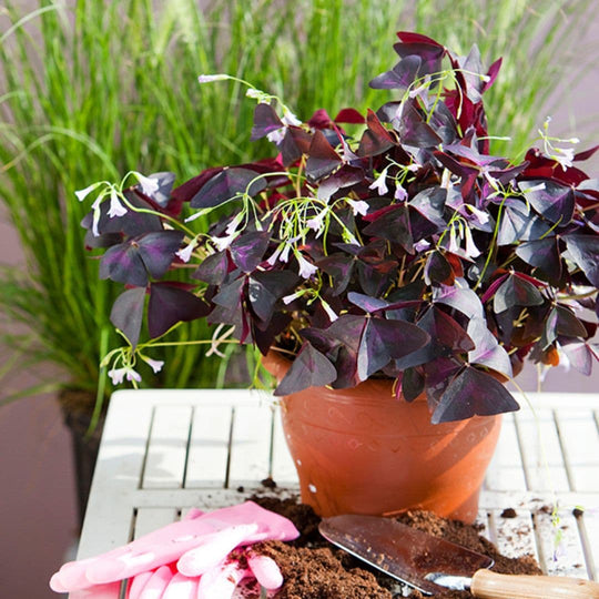 Oxalis Triangularis, 5 Pack