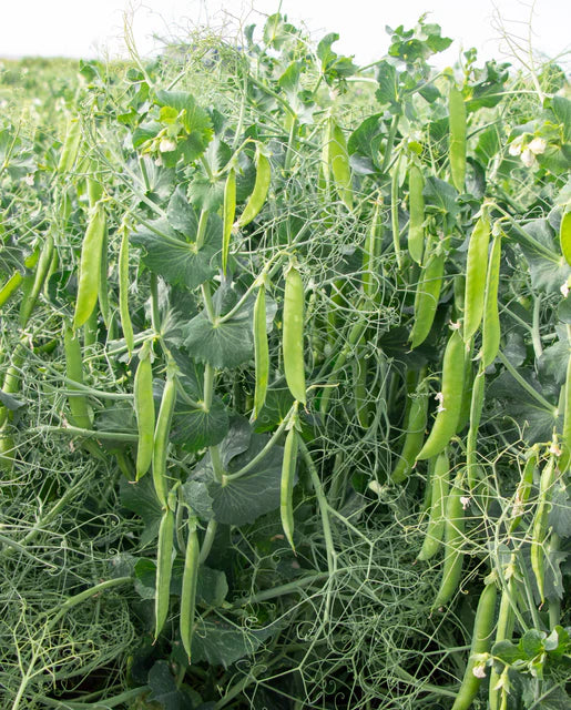 BULK Organic Shelling Pea PLS 595 - West Coast Seeds
