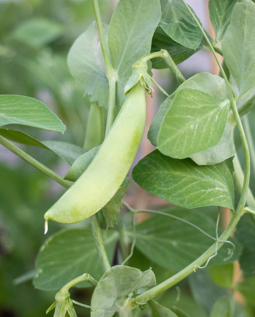 Organic Pea Snap Sugar Ann - West Coast Seeds