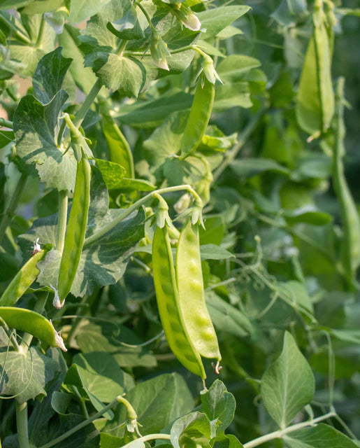 Pea Snow Oregon Sugar Pod II - West Coast Seeds