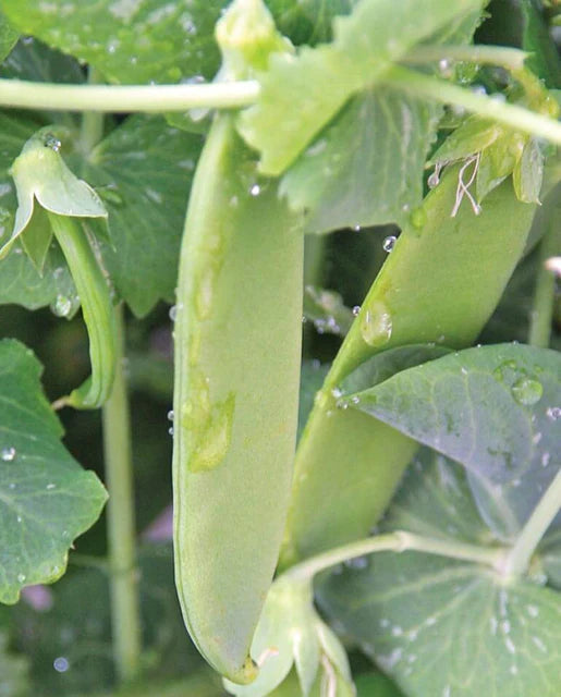 Pea Snow Oregon Giant - West Coast Seeds