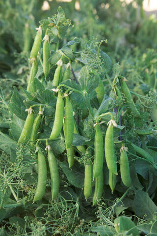 Snap Pea Sugar Lace II International - Aimers Seeds