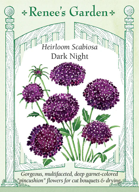 Dark Night Heirloom Scabiosa - Renee's Garden