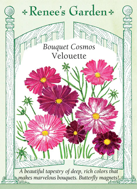 Bouquet Cosmos Velouette - Renee's Garden