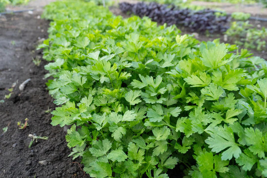 Organic Parsley Laica - West Coast Seeds
