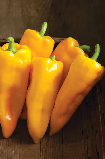 Organic Peppers Escamillo - West Coast Seeds