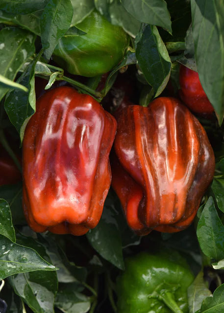 Peppers Candy Cane Chocolate Cherry - West Coast Seeds