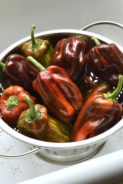 Peppers Candy Cane Chocolate Cherry - West Coast Seeds