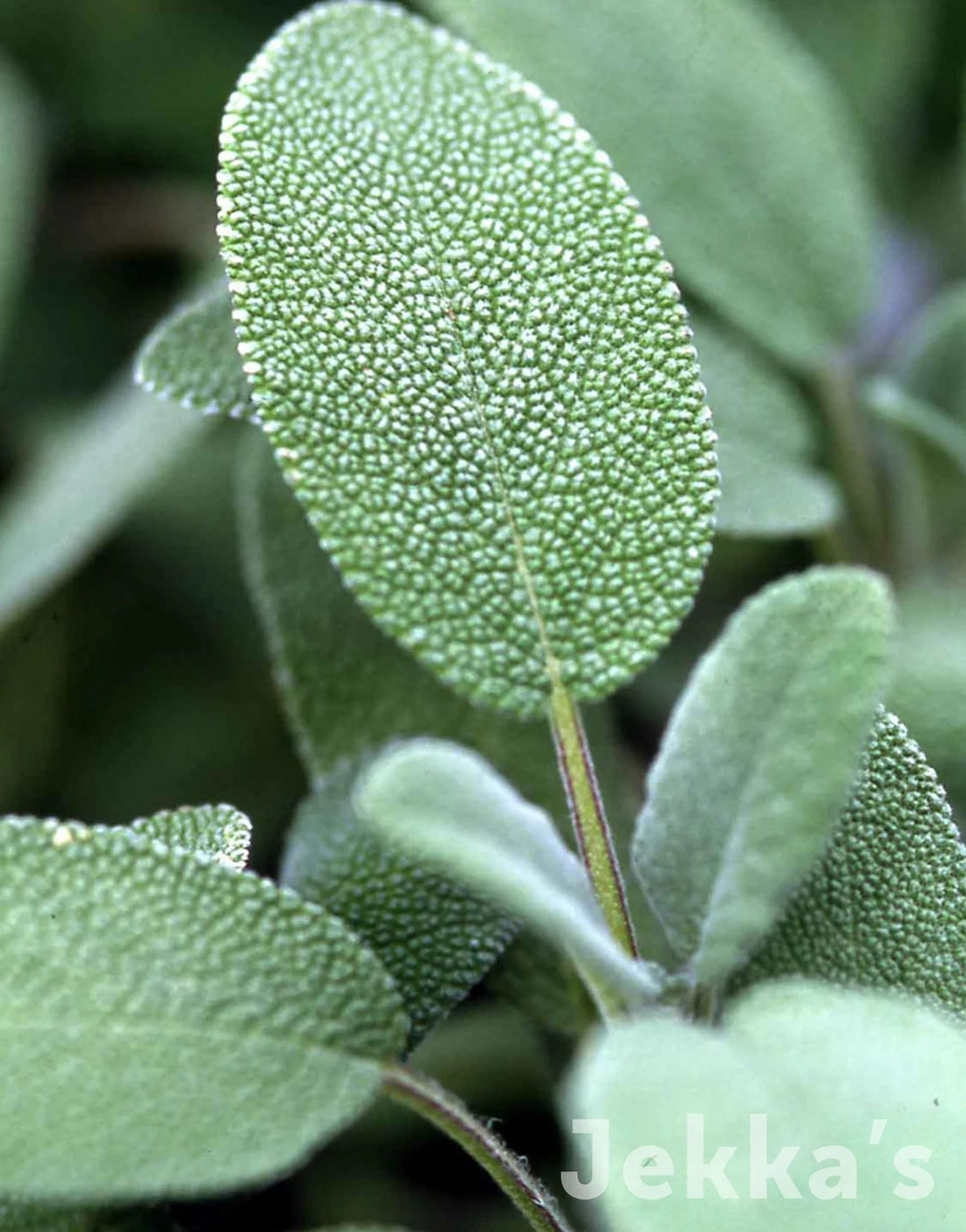 Sage Broad Leaf - Burpee Canada Seeds