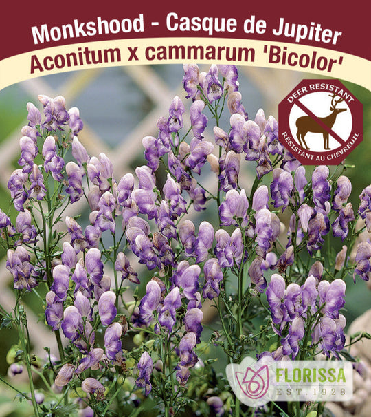 Monkshood - Bicolour, 1 Pack