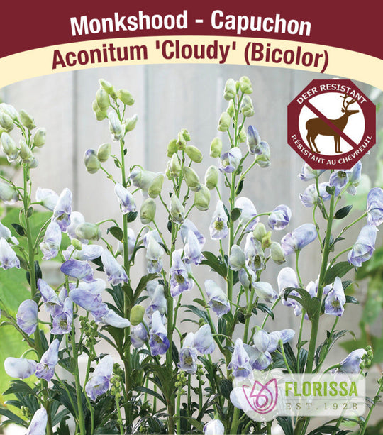 Monkshood - Cloudy, 1 Pack