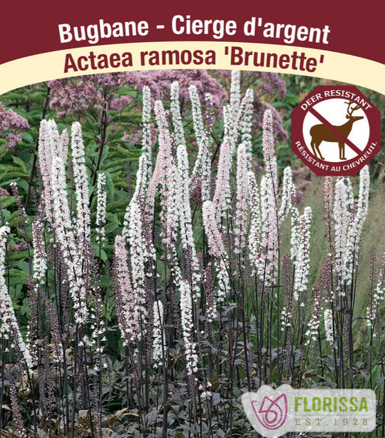 Bugbane - Brunette, 1 Pack