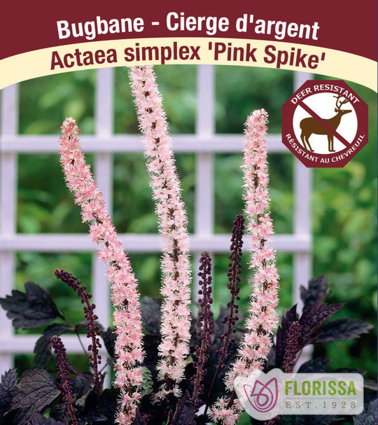 Bugbane - Pink Spike, 1 Pack