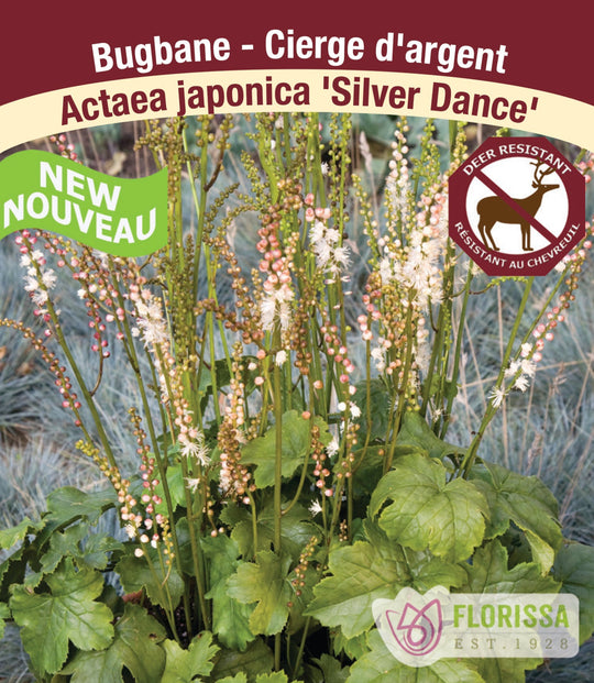 Bugbane - Silver Dance, 1 Pack