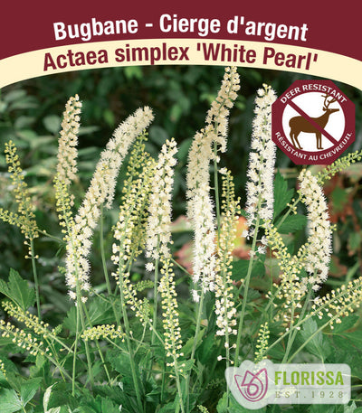 Bugbane - White Pearl, 1 Pack