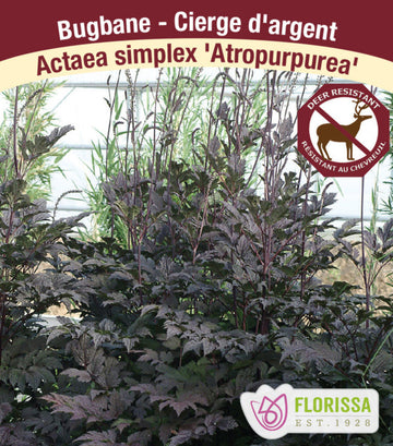 Bugbane - Atropurpurea, 1 Pack