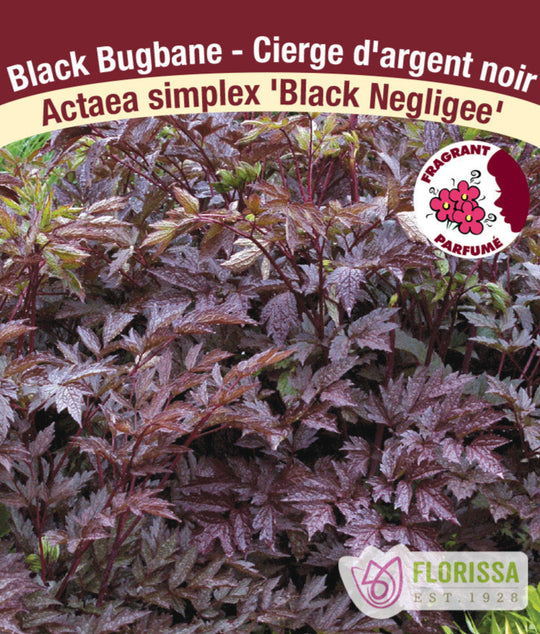 Bugbane - Black Negligee, 1 Pack