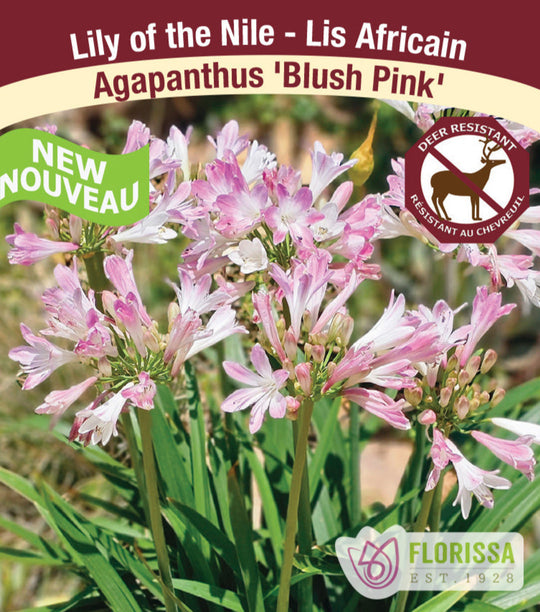 Agapanthus - Blush Pink, 1 Pack