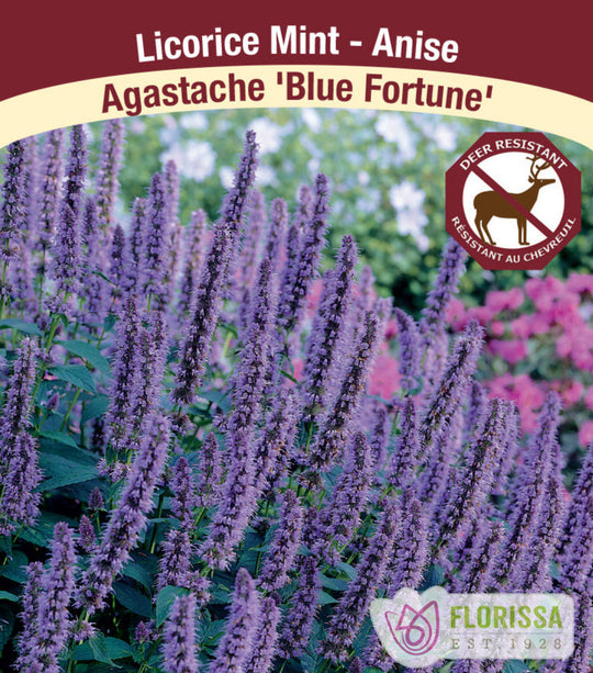 Agastache - Blue Fortune, 1 Pack