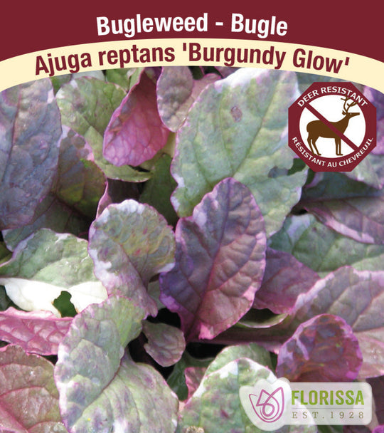 Bugleweed - Burgundy Glow, 1 Pack