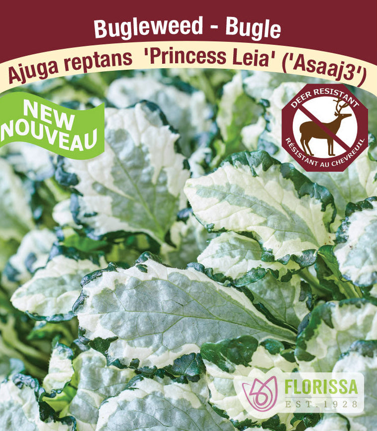 Bugleweed - Princess Leia, 1 Pack