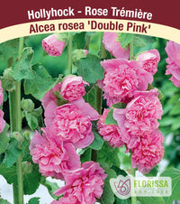 Hollyhock - Double Pink, 1 Pack